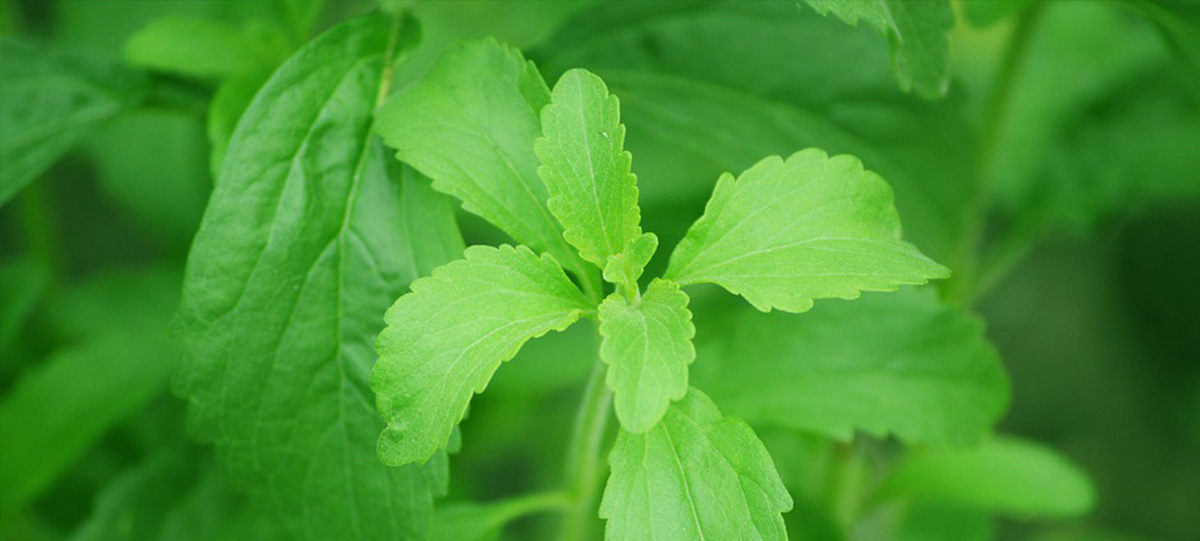 重磅：衛健委發(fā)布甜菊糖苷國標2022版