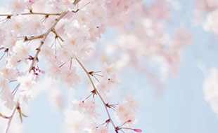 藏在二十四節氣里的食與味 - 立春之花會(huì )來(lái)