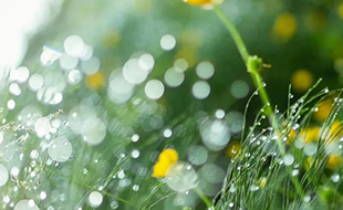 藏在二十四節氣里的食與味 - 雨水之超模身材計劃