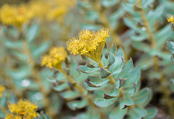 Rhodiola Rosea Extract