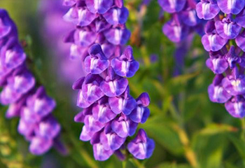  Scutellaria baicalensis Extract